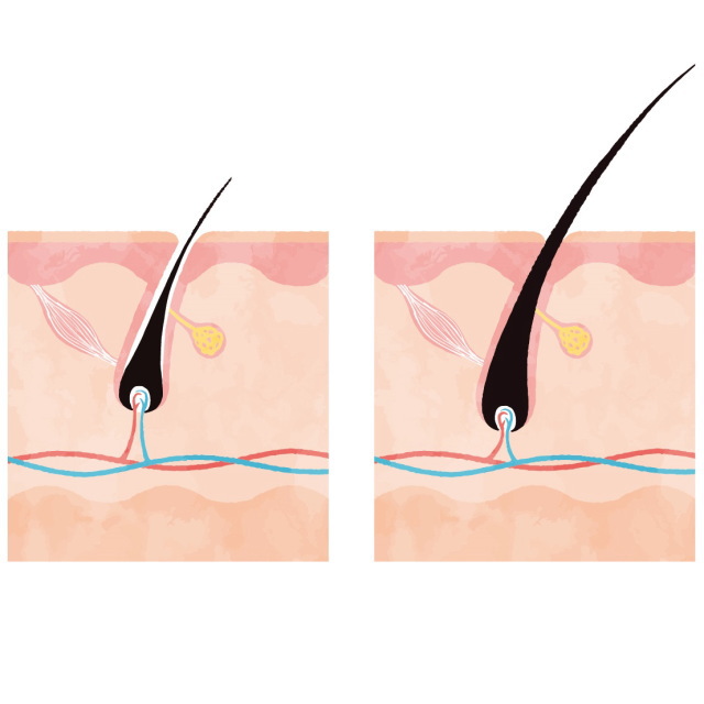 まつ毛の成長時期