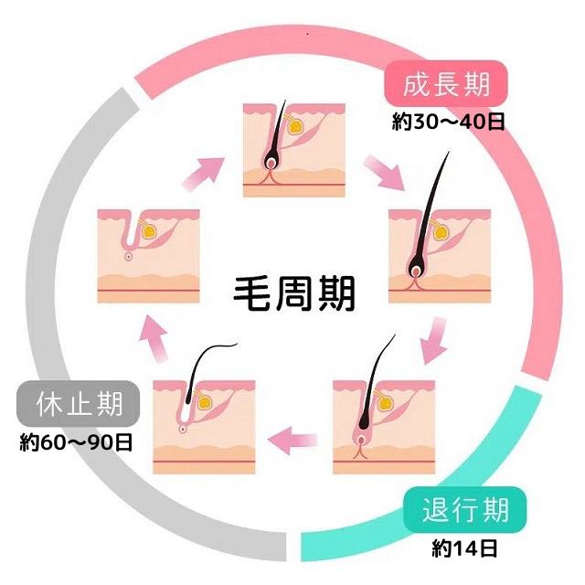 マツエクの毛周期