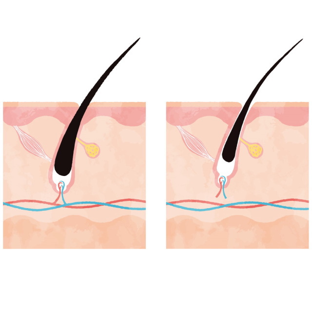 まつ毛の休止期